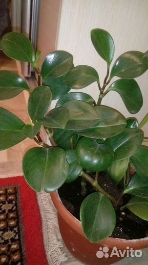 Много комнатных растений