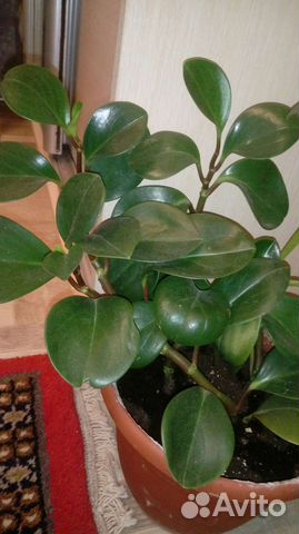 Много комнатных растений