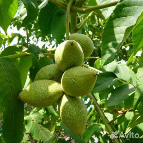 Саженцы Ореха маньчжурского