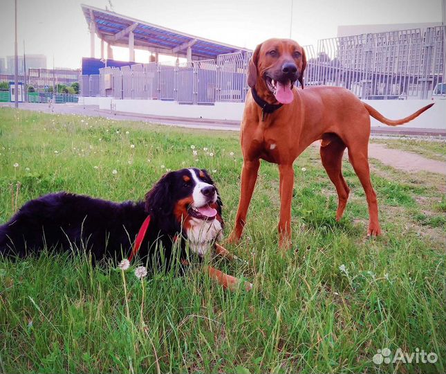 Выгул собак, зооняня