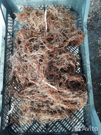 Саженцы и корни малины Венге