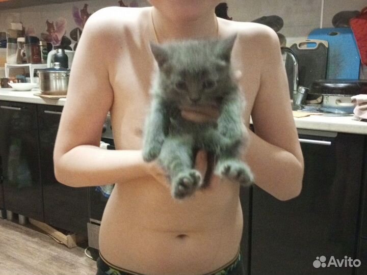 Кошки бесплатно