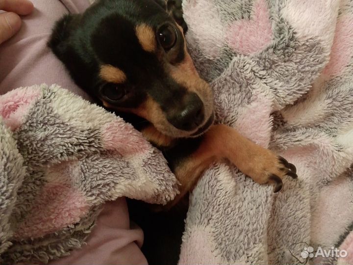 Той-терьер смешан с чихуахуа