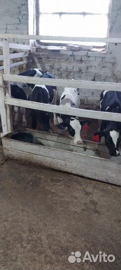 Бычки и телята холмогоры сементалы