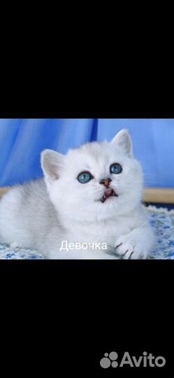 Шотландская Золотая и серебряная шиншилла