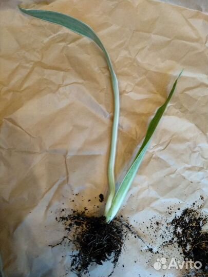 Сансевиерия сортовая