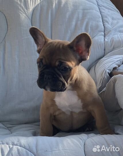 Шикарные французские булечки