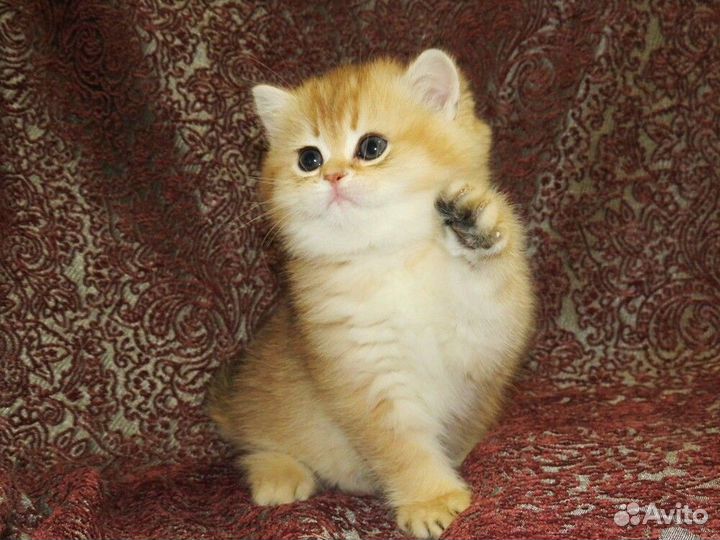 Клубные британцы