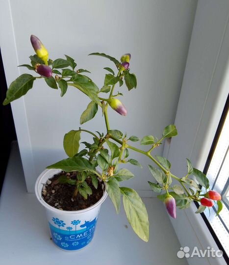 Перец комнатный острый