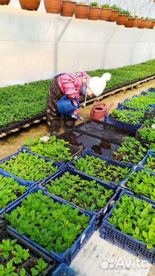 Цветы опт розница