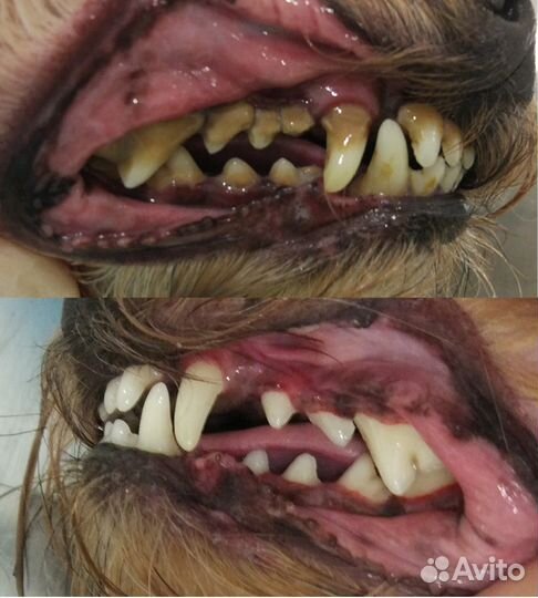 Выезд ветеринара на дом