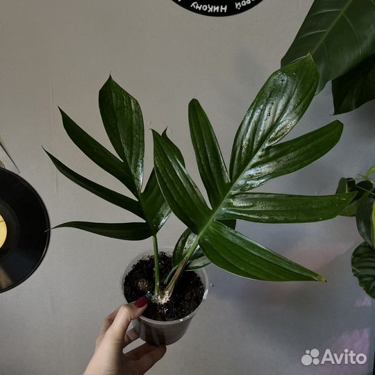 Рафидофора декурсива