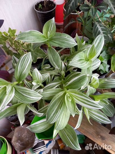 Комнатные цветы/ Традесканции (сеткреазия)каллизии