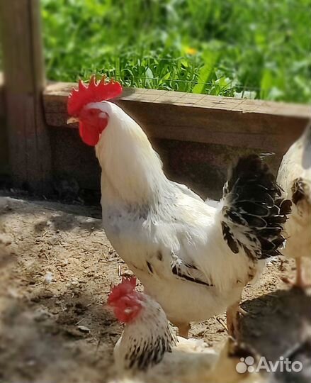 Петухи домашние