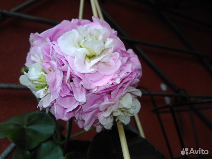 Плющелистная герань пеларгония