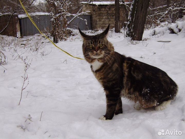 Кот мейн кун ищет подругу для вязки