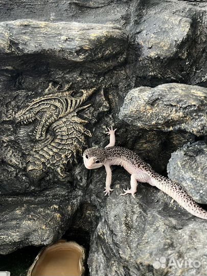 Геккон эублефар