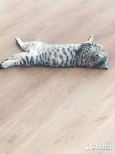 Вязка кота