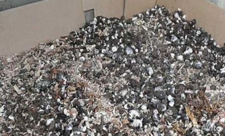 Отличный голубиный помет