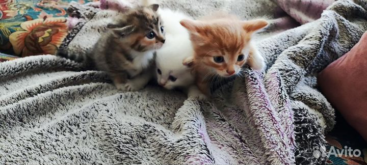Котята привезём до подъезда, забирайте