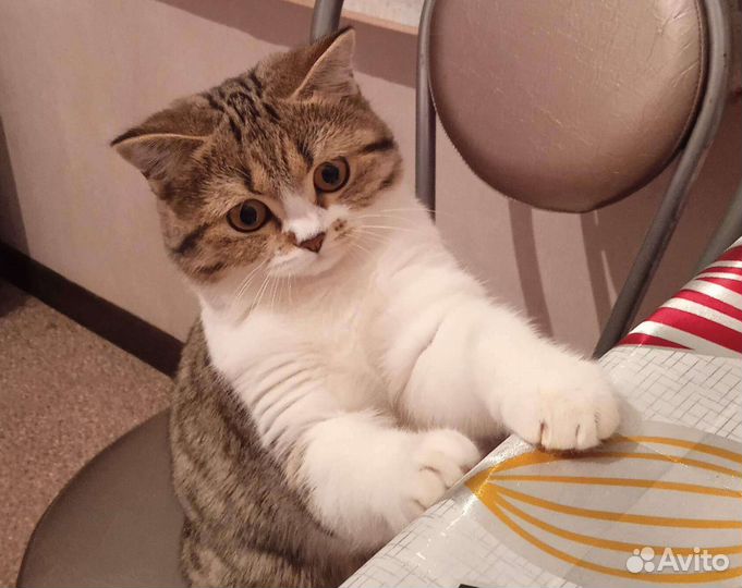 Кошка в дар