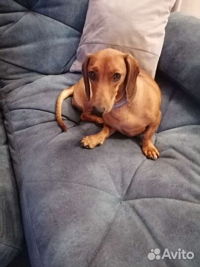 Такса вязка