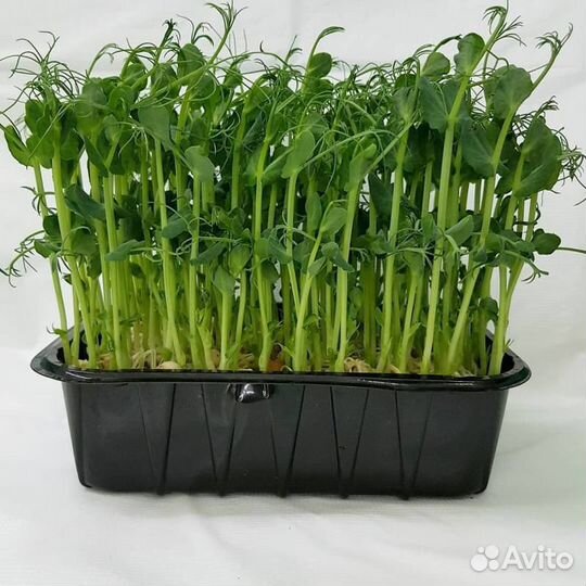 Микрозелень