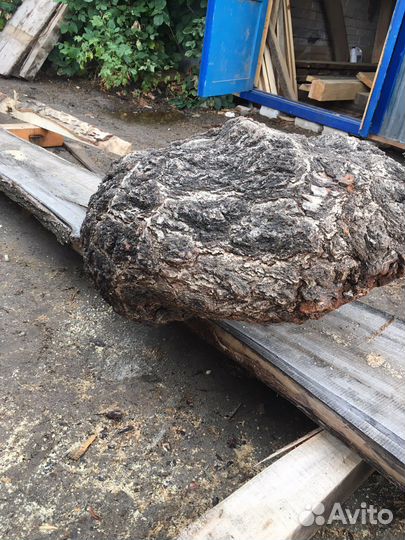 Сувель березовый