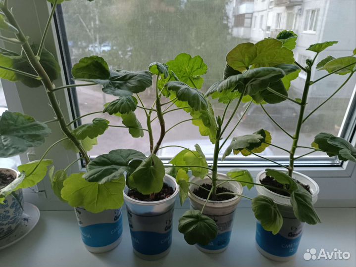 Комнатные цветы