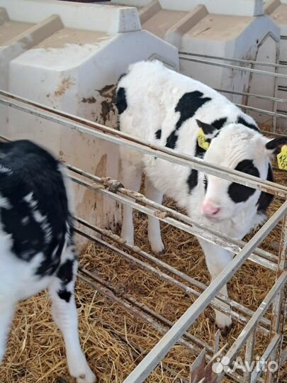 Телята бычки