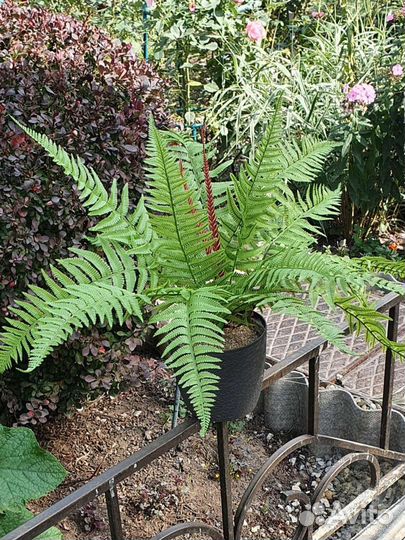 Папоротник комнатный, искусственный папоротник, ис