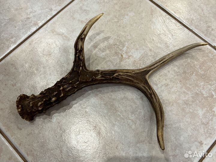 Рога лося или олегя