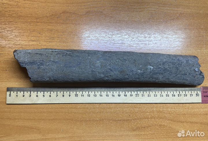 Окаменелое ребро