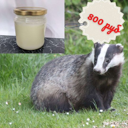 Натуральный барсучий жир