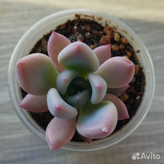 Суккуленты 2