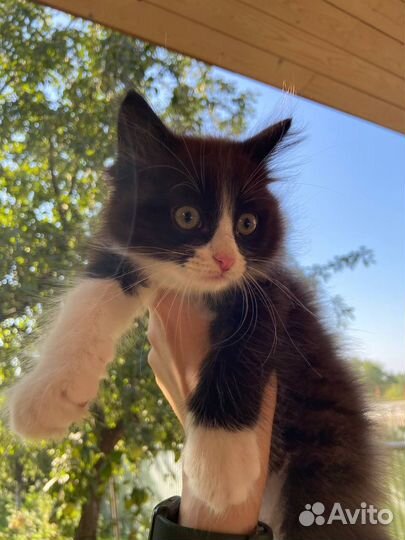 Котёнок, кот