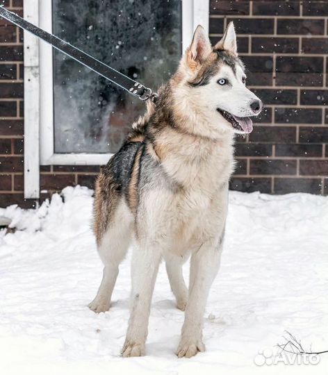 Парень метис