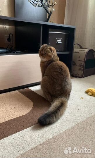 Передержка животных Славянка/Пушкин/Павловск/Колпи