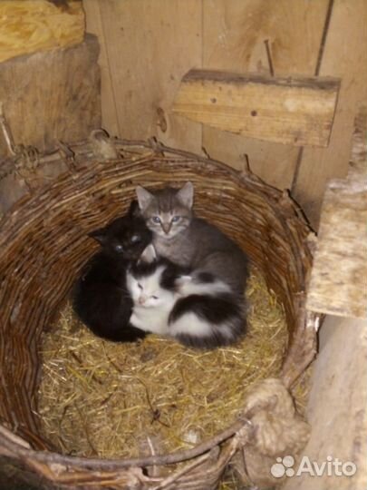 Котята в добрые руки