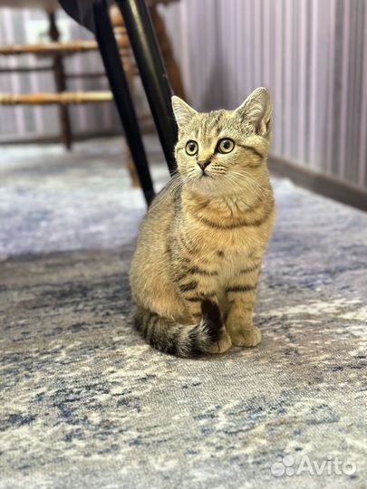 Котята шотландской шиншилы