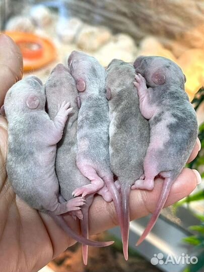 Крысята Дамбо Рекс Марбл (marble)