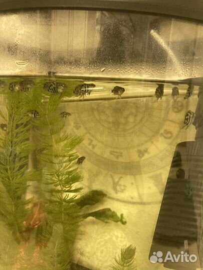 Подростки Сапфирового попугая