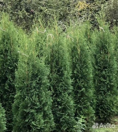 Туя западная Колумна 1.6-1.8 - 2900