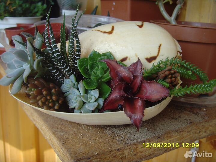 Эко-подарки, флорариумы в Туле