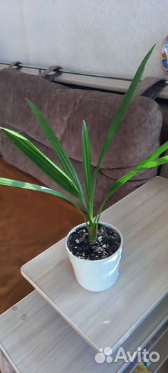 Комнатные цветы