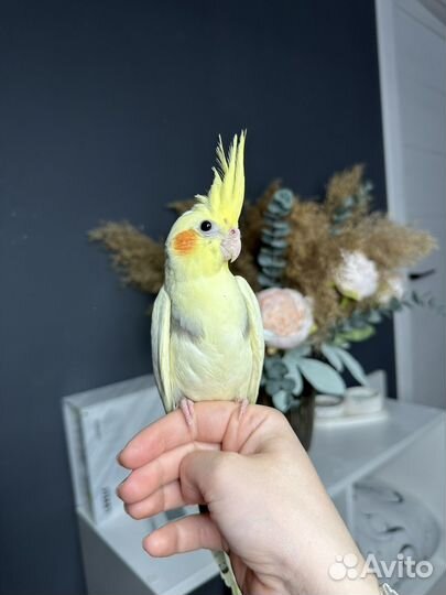 Попугай корелла птенец
