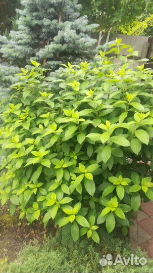 Кустарники