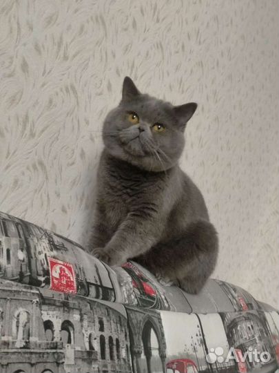 Британская