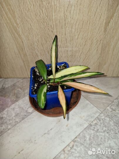 Хойя вайети триколор