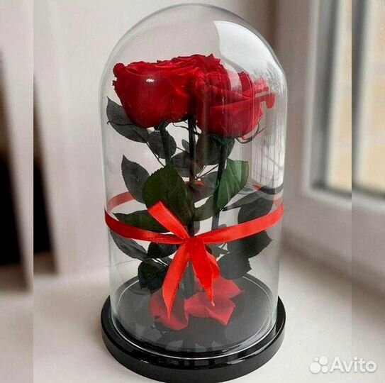Роза в колбе. Живая